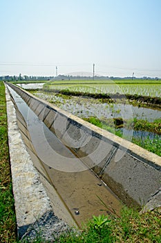 Paddy field and irrigation canal