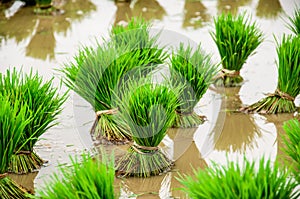 Paddy Field Kerala, India