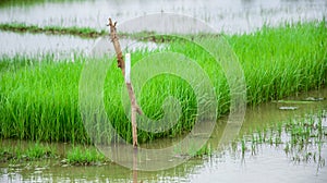 Paddy Field Kerala, India