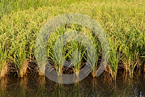 Paddy field in Kota Belud, Sabah, East Malaysia, Borneo