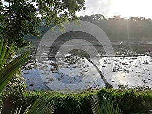 The Paddy Field (Kumbura) of Sri Lankan