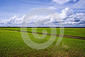 Paddy Field Landscape