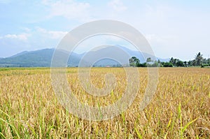 Paddy field in Langkawi Island, Malaysia