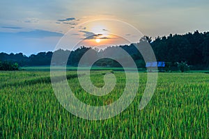Paddy field with the last light of sunset.
