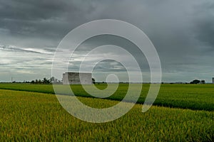 Paddy field in Malaysia