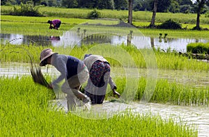 Paddy FIELD /man-made methane sources