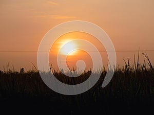 Paddy Field in The Morning LIght