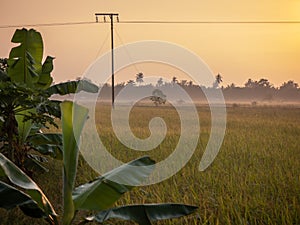 Paddy Field in The Morning LIght