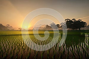 paddy field in the morning with sunrise over jungle behind the paddy field