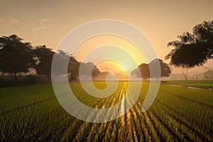 paddy field in the morning with sunrise over jungle behind the paddy field