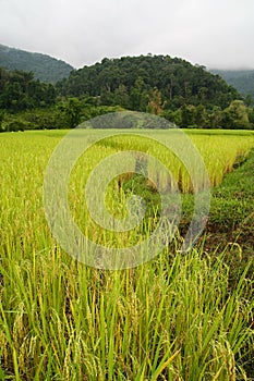 Paddy field and mountain