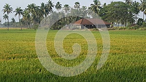 Paddy field
