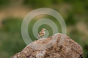 Paddy Field Pipit bird on a rock