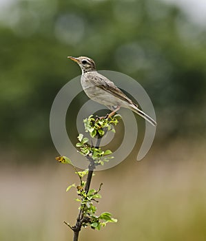 A paddy field pipit perching on a bush