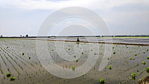 Paddy field platation season