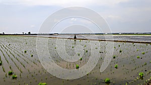 Paddy field platation season