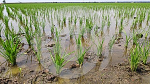 Paddy field platation season