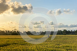 Paddy field at Psir Mas, Kelantan, Malaysia