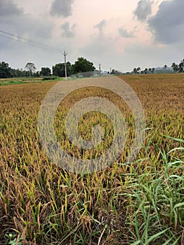 Paddy field ready for harvesting in Thrissur, Kerala.