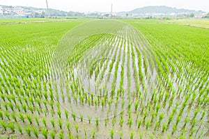 Paddy field (rice field)