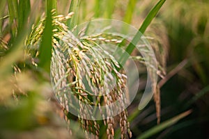 Paddy field, rice plant, crop plant or rice field organic agriculture
