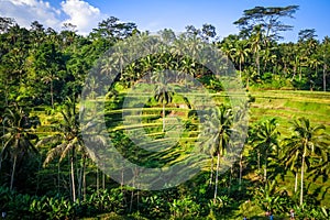 Paddy field rice terraces, ceking, Ubud, Bali, Indonesia