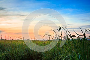 Paddy Field with Ripe Paddy 1