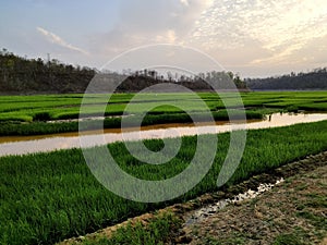 Paddy Field in river bank with water canal that looks very beautiful with blue sky and green hills.