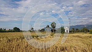 Paddy field scenery at Kampot Cambodia 2