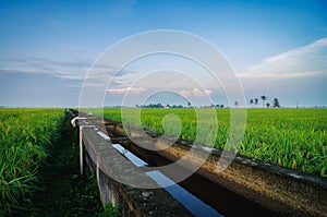 Paddy field scenery in Selangor State, Malaysia againts blue sky and cloudy sky