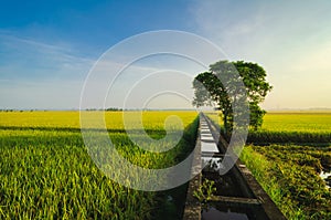 Paddy field scenery in Selangor State, Malaysia againts blue sky and cloudy sky