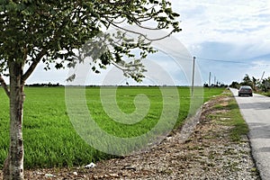 Paddy field in Sekinchan