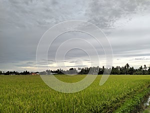 Paddy field at Sekinchan, Selangor