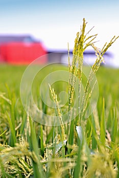 Paddy Field Series 5