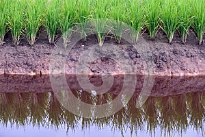 Paddy Field Series 6