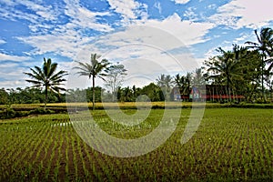 Paddy Field and a House