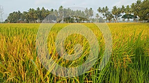 Paddy field photo