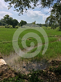 A paddy field in Sri Lanka.