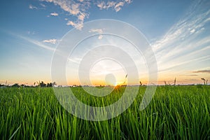 Paddy field with sunrise in Sungai Besar photo