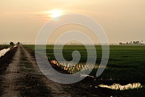 Paddy field sunset