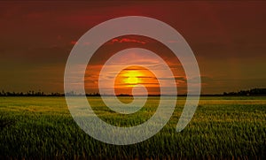 Paddy field on sunset background