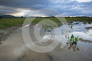 Paddy field in sunset with monsoon clouds