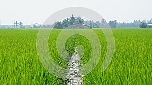 Paddy field at Tanjung Karang Selangor