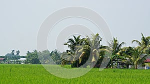 Paddy field at Tanjung Karang Selangor