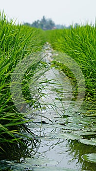 Paddy field at Tanjung Karang Selangor