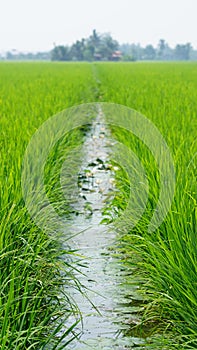 Paddy field at Tanjung Karang Selangor