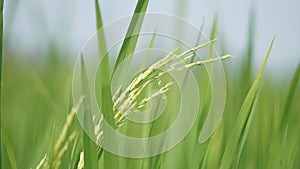 Paddy field at Tanjung Karang Selangor