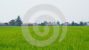 Paddy field at Tanjung Karang Selangor