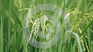 Paddy field at Tanjung Karang Selangor