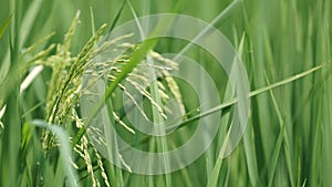 Paddy field at Tanjung Karang Selangor